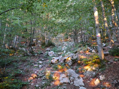 Lever de soleil dans la forêt