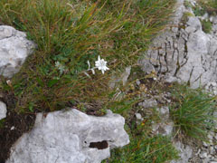 Fleur 2, au sommet