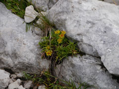 Fleurs 5, à la descente