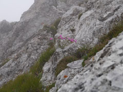 Fleurs 3, battues par le vent