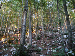 Lever de soleil dans la forêt