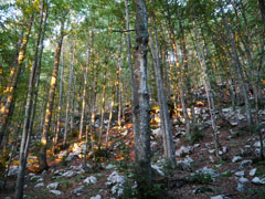 Lever de soleil dans la forêt