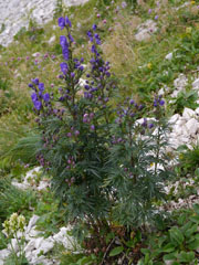 Fleur 1, en montant