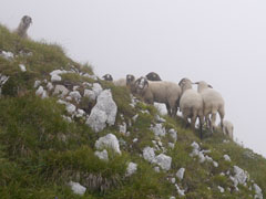 Moutons