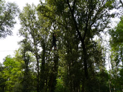 Nedved Alain, toujours impérial en forêt.