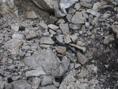 salamandre sur le chemin