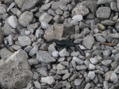salamandre sur le chemin
