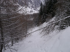 de nouveau dans la forêt