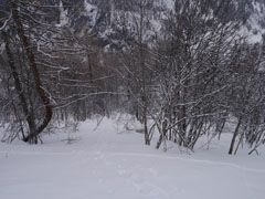 de la bonne poudreuse en forêt