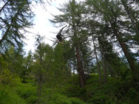 treeline