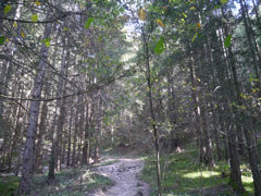 dans la forêt
