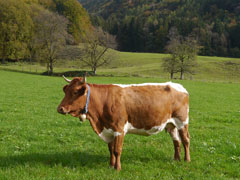 vache