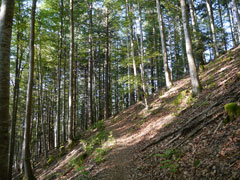 Schwarzwald