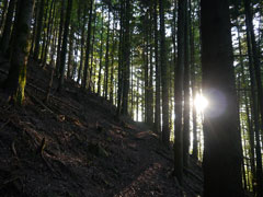 Schwarzwald