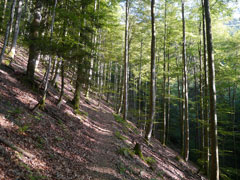 Schwarzwald