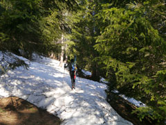 dans la forêt