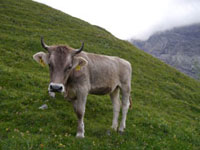 vache Anzeindaz - Miroir d'Argentine