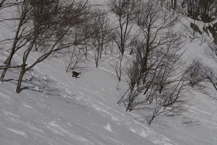 Chamois Vosges