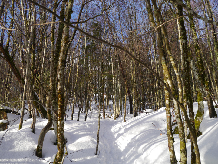 Le soleil vient illuminer la forêt enneigée.