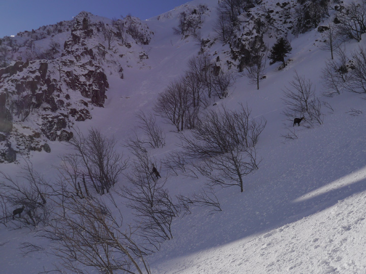 Chamois Hohneck