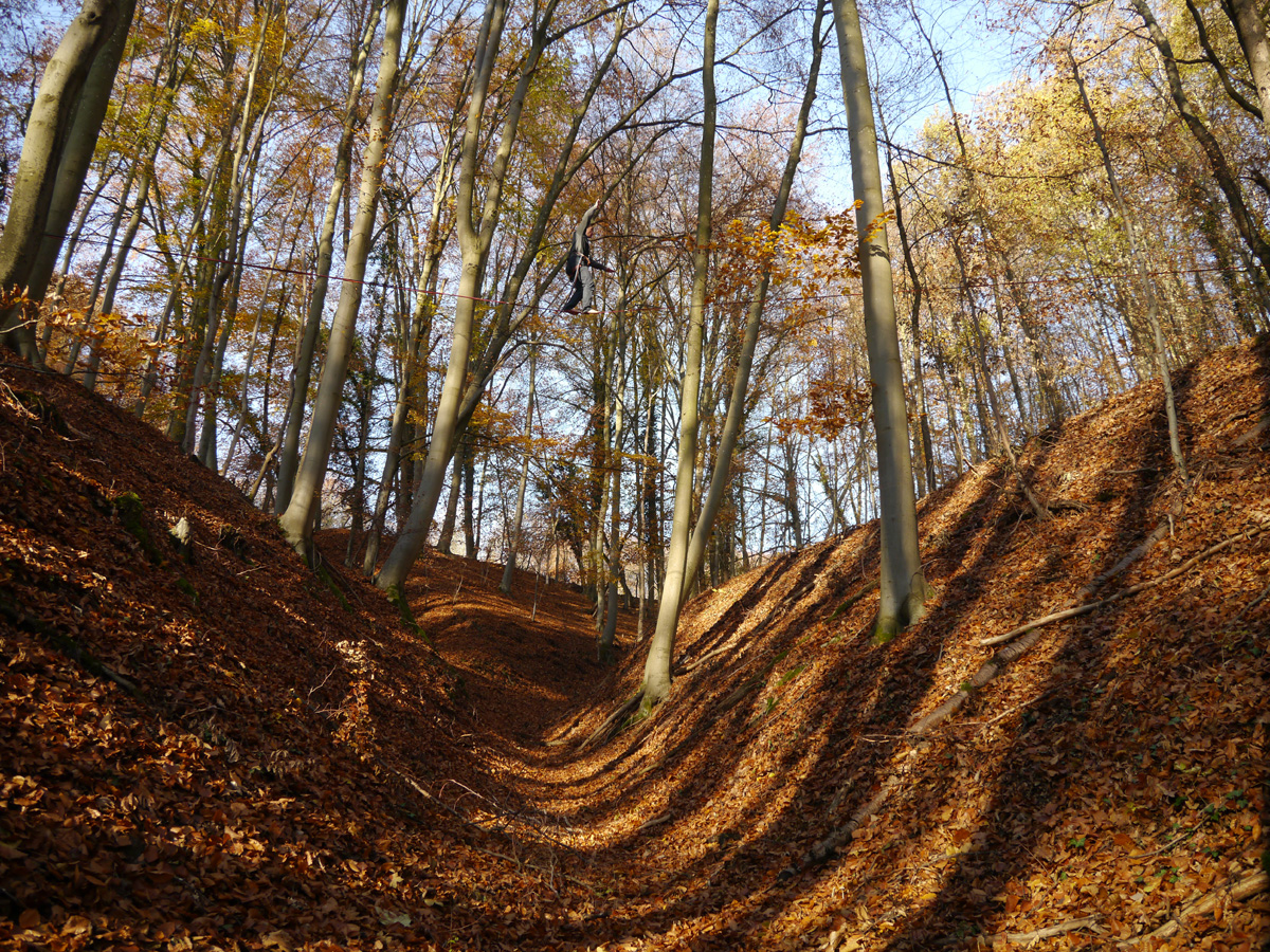 treeline Kaiserstuhl