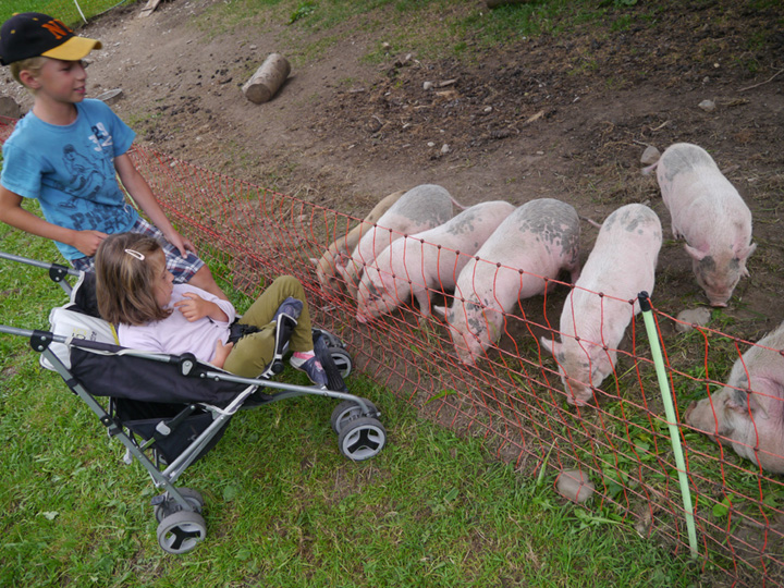 petits cochons au camping Cavresc