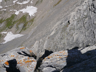 les chamois !