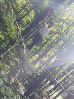 slackline