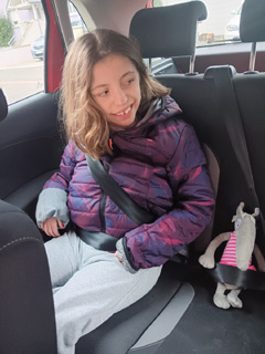 Louve bien attachée en voiture.
