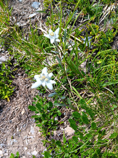edelweiss