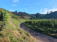 Kaiserstühl