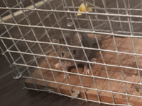 une souris à la maison  !
